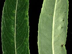 Salix ×pendulina f. salamonii. Upper and lower leaf surfaces and leaf margins.
 Image: D. Glenny © Landcare Research 2020 CC BY 4.0